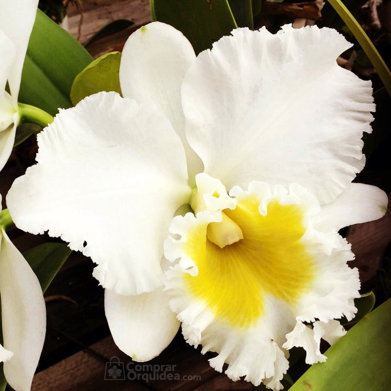 Blc Burdekin Wonder “Lakeland” ‘AM/AOS’ Adulta Blc Burdekin Wonder “Lakeland” ‘AM/AOS’ Adulta