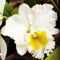 Blc Burdekin Wonder “Lakeland” ‘AM/AOS’ Adulta Blc Burdekin Wonder “Lakeland” ‘AM/AOS’ Adulta