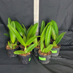 kit 10 Mudas de Cattleyas Identificadas Selecionadas