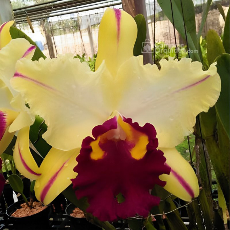 Blc Ann Cleo Lea Muda