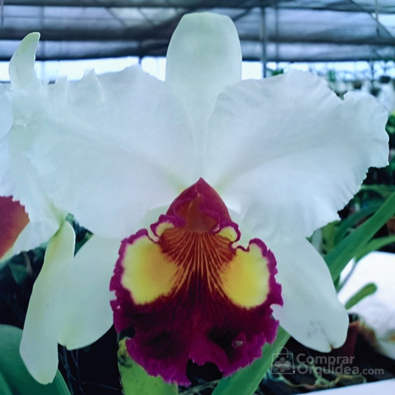 Blc Chunyeah 17 x Lc Mikki Nagata “Orchidlibrary”  Muda