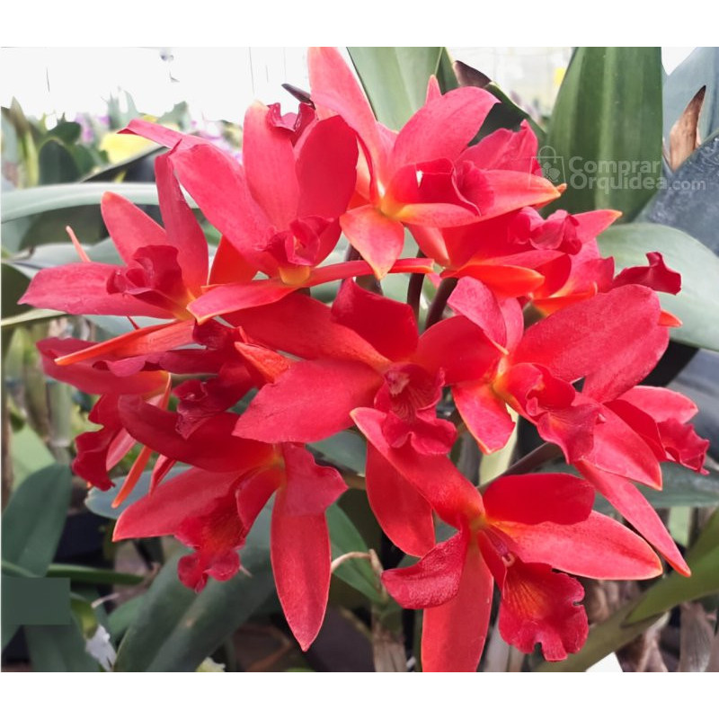 Lc Tropical Duth flaming Red  Muda