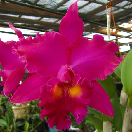 Blc George Suzuki