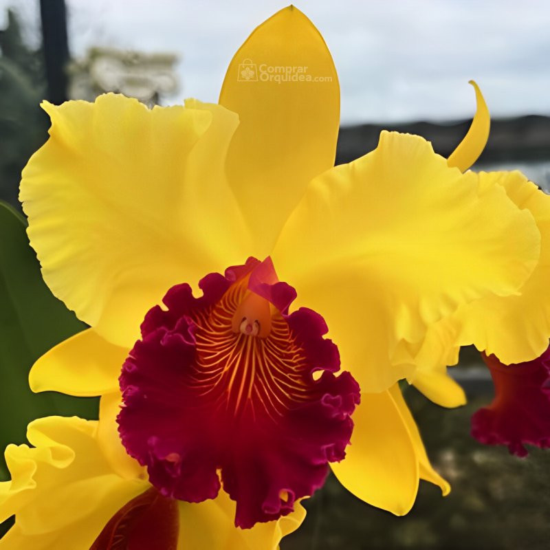 Blc Alma Kee Tipmalee Muda Blc Alma Kee Tipmalee Muda