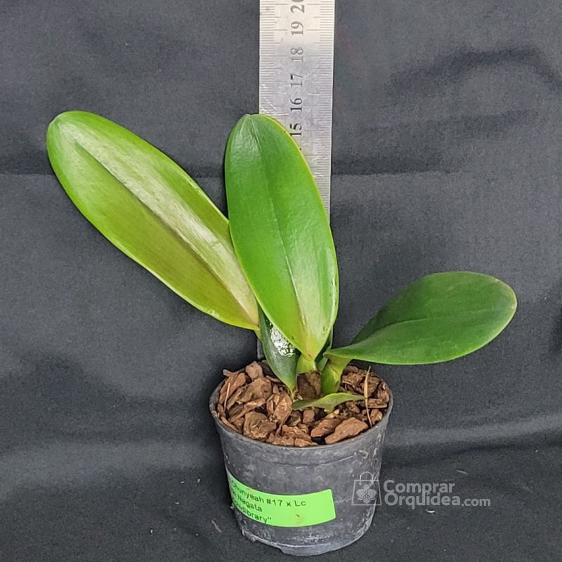 Blc Chunyeah 17 x Lc Mikki Nagata “Orchidlibrary” Muda