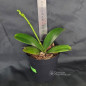 Phalaenopsis Sininho Golden Bell Adulta