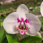 Phalaenopsis Snow Currant Adulta