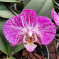 Phalaenopsis Rubi Marmorizado Adulta