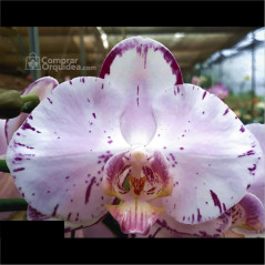 Phalaenopsis Wine Stain Diamond