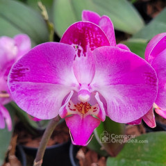 Phalaenopsis Sparkling Serene Rose