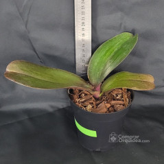 Phalaenopsis Sparkling Serene Rose Adulta