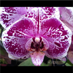 Phalaenopsis Vinhogelo Wine On Ice