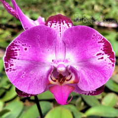 Phalaenopsis Perfect Makeup