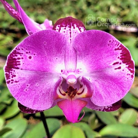 Phalaenopsis Perfect Makeup