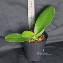 Phalaenopsis Perfect Makeup Adulta