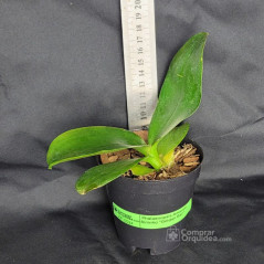 Phalaenopsis Sininho Golden Bell Pré-Adulta