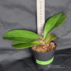 Phalaenopsis Big Lip Sensação Rosa Pré-Adulta