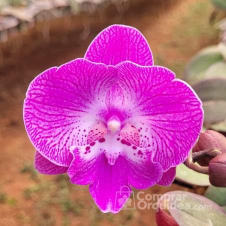 Phalaenopsis Big Lip Sensação Rosa