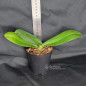 Phalaenopsis Snow Currant Pré-Adulta