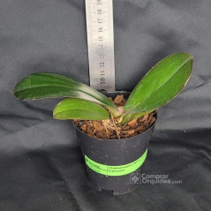 Phalaenopsis Wine Stain Diamond Pré-Adulta