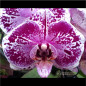 Phalaenopsis Vinhogelo Wine On Ice Pré-Adulta