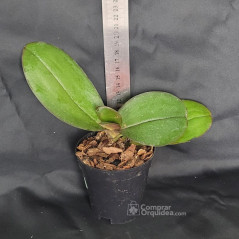 Phalaenopsis Vinhogelo Wine On Ice Pré-Adulta