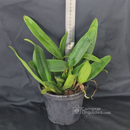 Lc Carolyn Reid “Glowing Embers” ADULTA