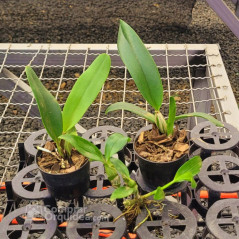 Kit 3 Mudas de Orquídeas