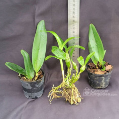Kit 3 Mudas de Orquídeas