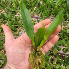 kit 20 Mudinhas de Cattleyas Identificadas Selecionadas