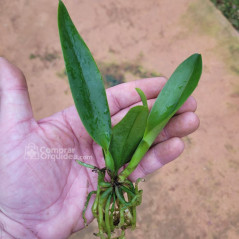 kit 30 Mudinhas de Cattleyas Identificadas Selecionadas