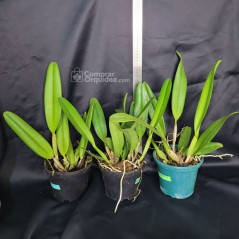 Kit 3 Cattleyas Adultas