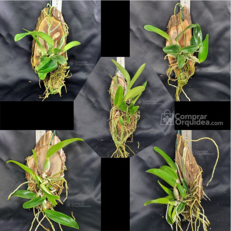 kit 3 Walkerianas e 2 Nobilior Adultas no Toquinho