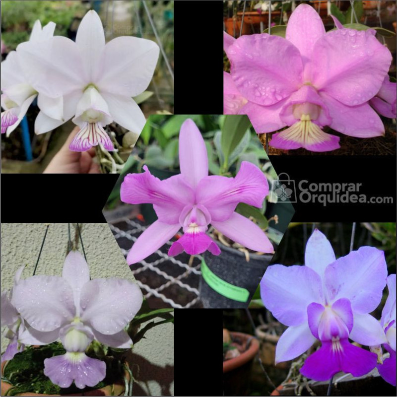 kit 3 Walkerianas e 2 Nobilior Adultas no Toquinho kit 3 Walkerianas e 2 Nobilior Adultas no Toquinho