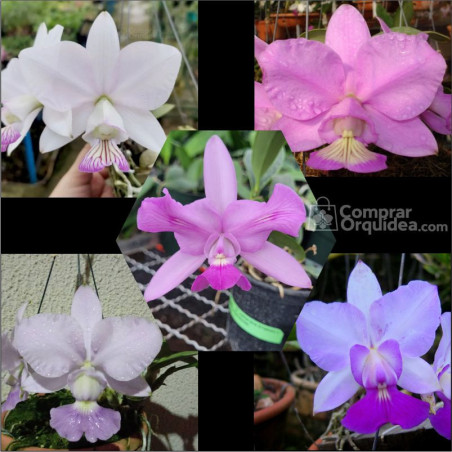 walkeria e nobilior toquinho