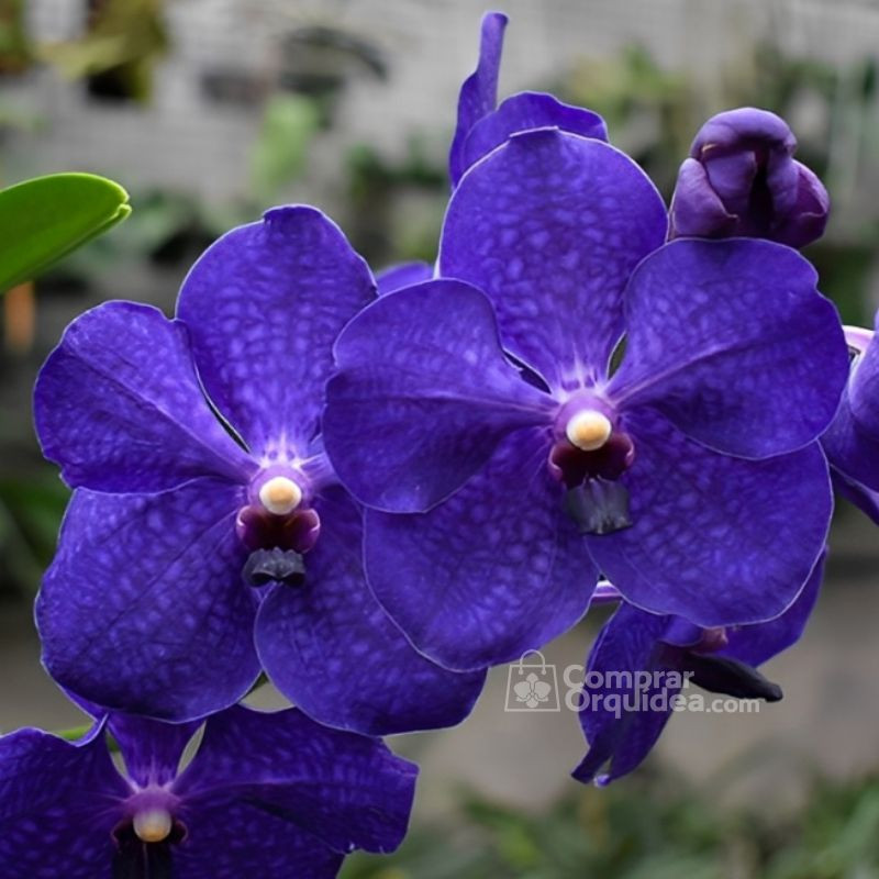 Vanda Pachara Delight Muda