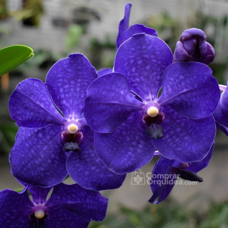 Vanda Pachara Delight Muda