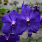 Vanda Pachara Delight Muda
