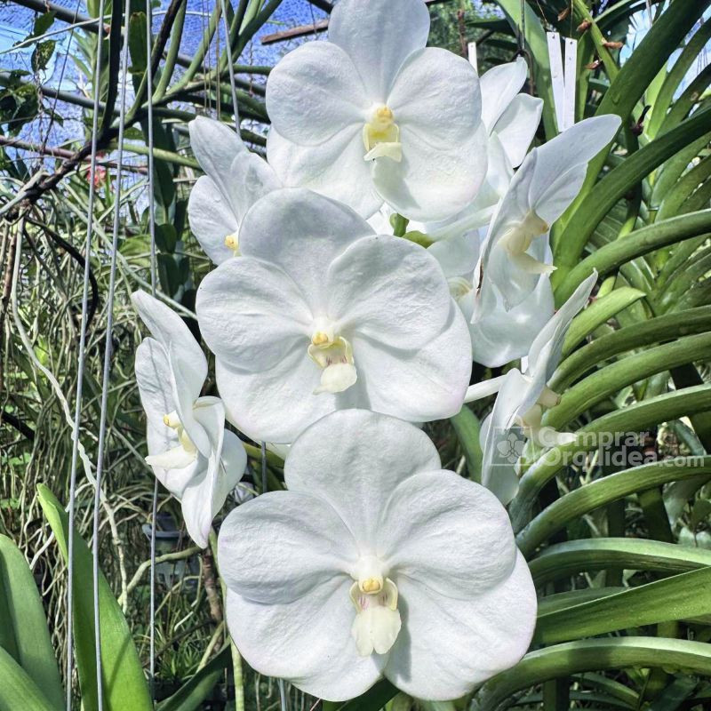 Vanda Nopporn White Diamond Muda