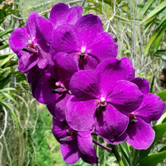 Vanda Apec Blue