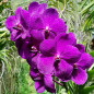 Vanda Apec Blue Muda