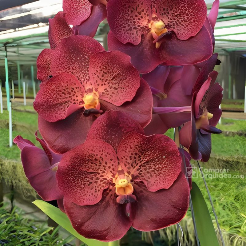 Vanda Majik Fancy Muda