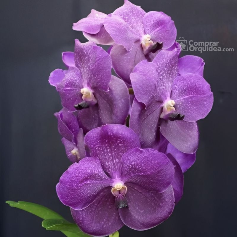 Vanda Fuchs Delight 'Blue' x Dr. Anek Muda