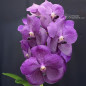 Vanda Fuchs Delight 'Blue' x Dr. Anek Muda