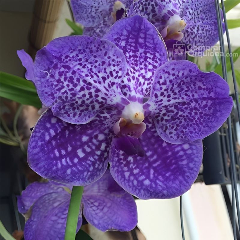 Vanda Somsri Glory 'Blue' Muda