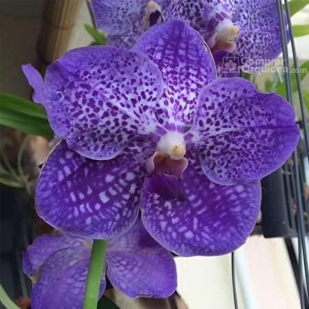 Vanda Somsri Glory 'Blue'