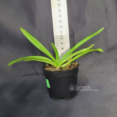 Vanda Somsri Glory 'Blue' Muda