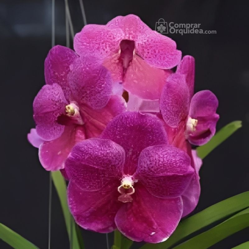 Vanda Pachara Delight Pink Muda