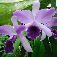 Lc Mary Elizabeth Bohn 'Royal Flare' Mudinha
