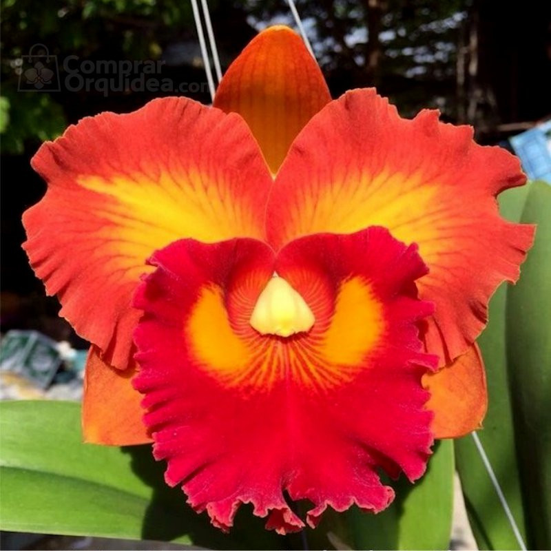 Rlc Nakornchaisri Delight N2 Adulta